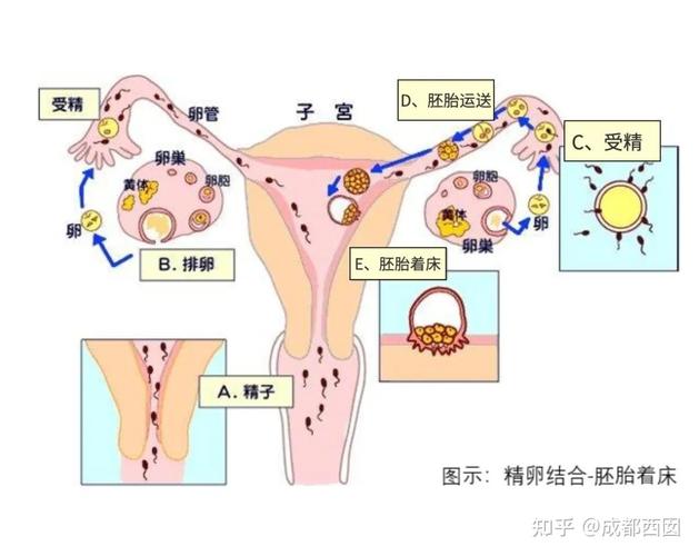 供卵试管代怀违法吗-供卵试管代怀违法吗?法律与道德的边界探讨