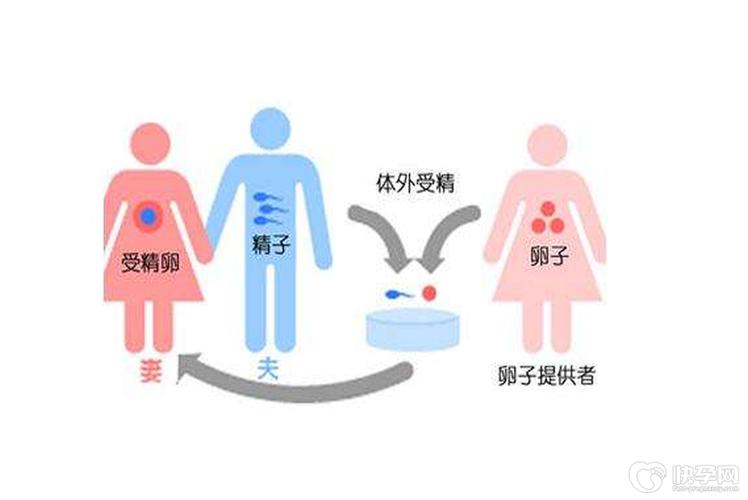 供卵试管婴儿的流程_供卵试管婴儿:全程流程解析