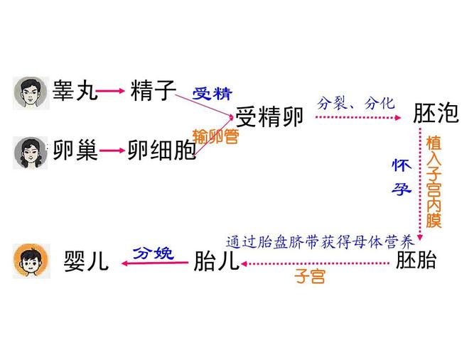 供卵是什么_供卵是什么?解读供卵的概念与过程