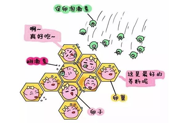 供卵代生【供卵代生:新生命的奇迹”】
